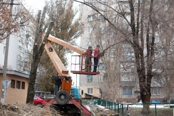 reliable tree removal services