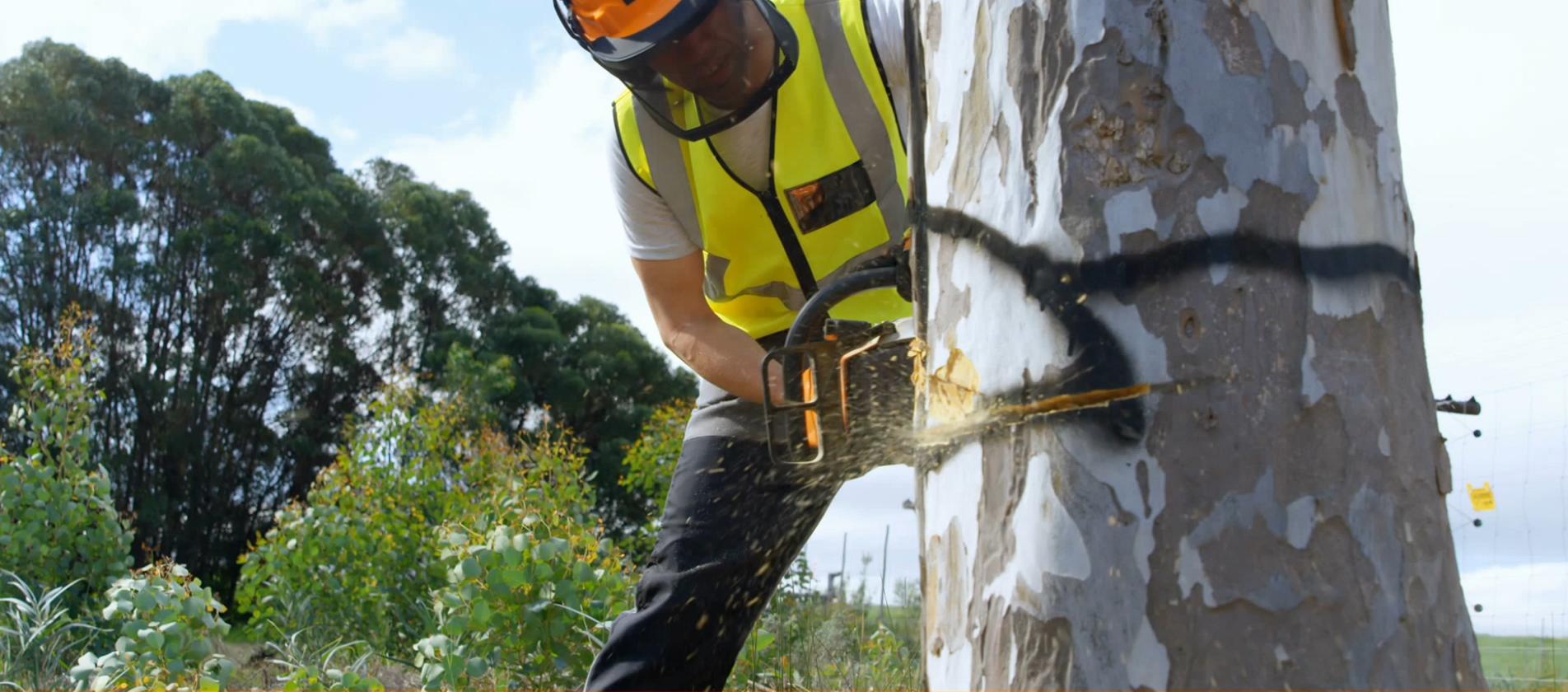 Tree Services in Palmyra IN | Terry’s Tree & Landscape